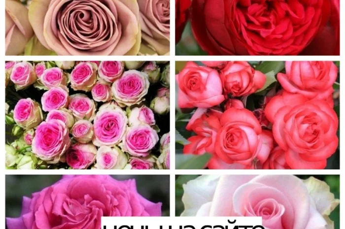 Продажа саженцев роз на ВЕСНУ 2025. Новые сорта в питомнике "АГРОДИВО"- фото № 4