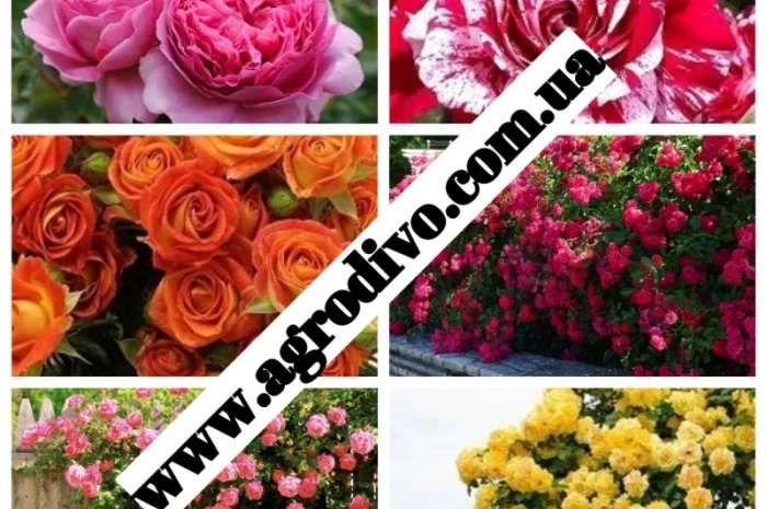 Продажа саженцев роз на весну 2026 от питомника 'АГРОДИВО'- фото № 5