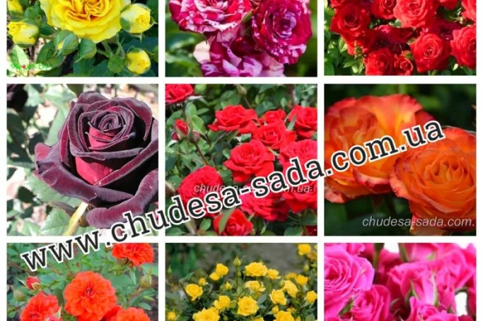 Саженцы роз от производителя по доступной цене большой выбор сортов- фото № 18