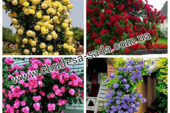 Саженцы роз от производителя по доступной цене большой выбор сортов- фото № 13