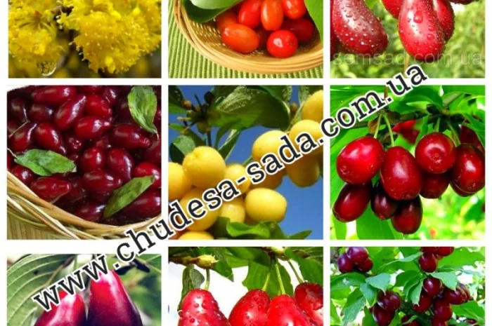 Саженцы роз от производителя по доступной цене большой выбор сортов- фото № 10