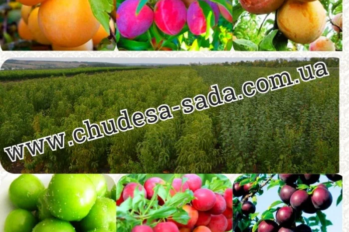 Саженцы роз от производителя по доступной цене большой выбор сортов- фото № 9