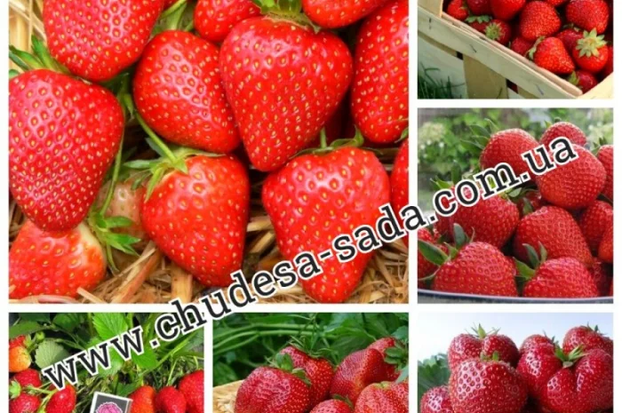 Саженцы роз от производителя по доступной цене большой выбор сортов- фото № 8