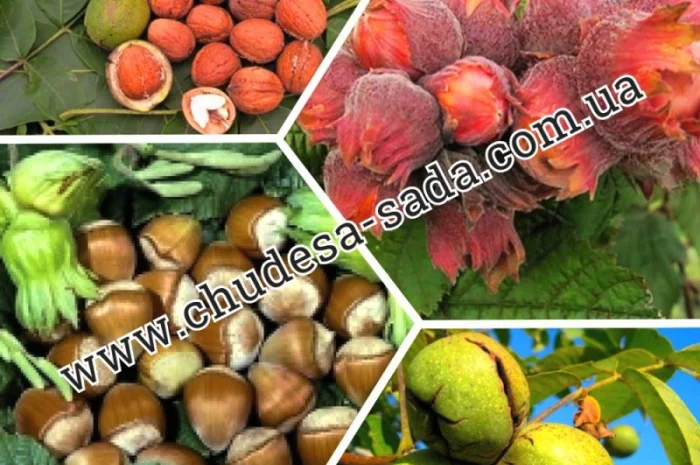 Саженцы роз от производителя по доступной цене большой выбор сортов- фото № 5