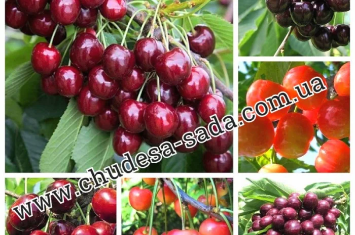 Саженцы роз от производителя по доступной цене большой выбор сортов- фото № 4