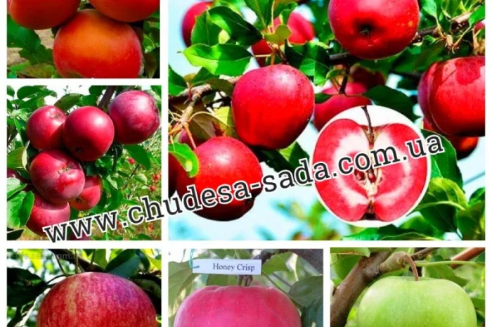 Саженцы роз от производителя по доступной цене большой выбор сортов- фото № 3