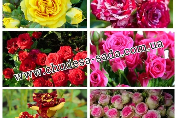 Саженцы роз от производителя по доступной цене большой выбор сортов- фото № 1