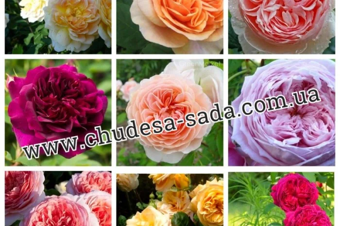 Саженцы роз от производителя по доступной цене большой выбор сортов- фото № 15