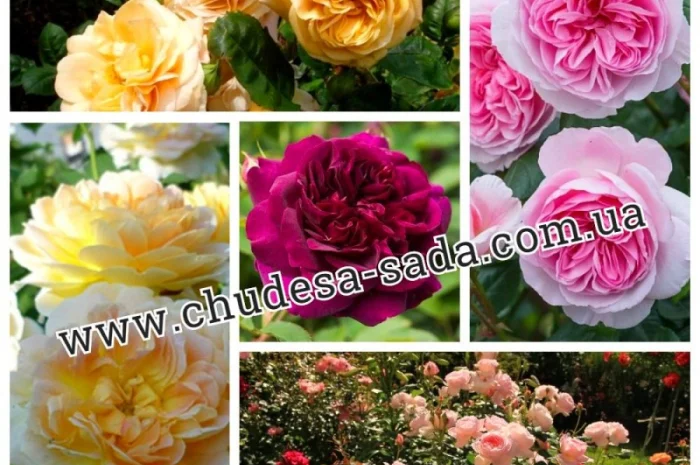 Саженцы роз от производителя по доступной цене большой выбор сортов- фото № 14