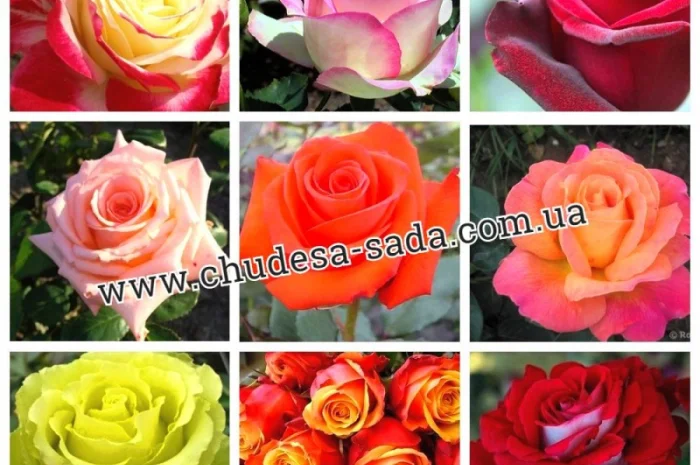 Саженцы роз от производителя по доступной цене большой выбор сортов- фото № 17