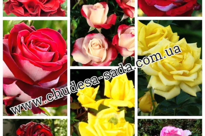 Саженцы роз от производителя по доступной цене большой выбор сортов- фото № 2