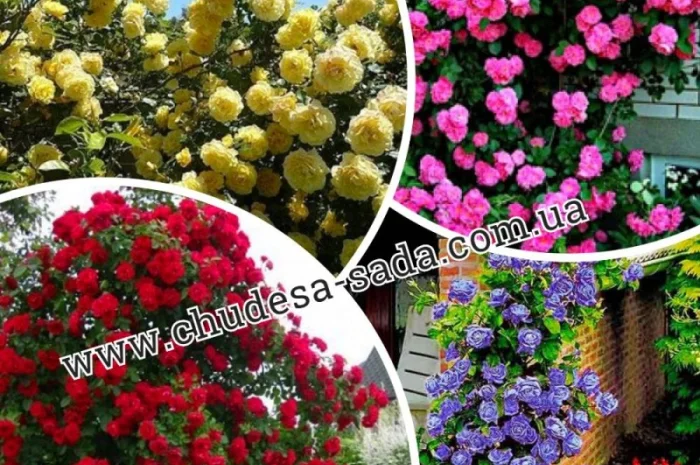 Саженцы роз от производителя по доступной цене большой выбор сортов- фото № 16