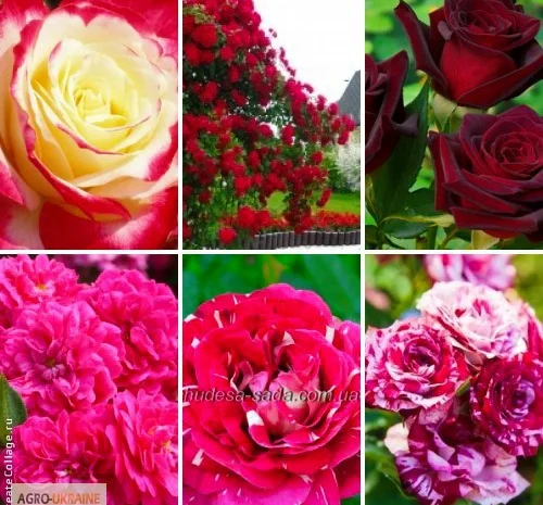 Лучшие саженцы роз: Разнообразие сортов и высокое качество по доступным ценам- фото № 4