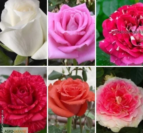 Лучшие саженцы роз: Разнообразие сортов и высокое качество по доступным ценам- фото № 5