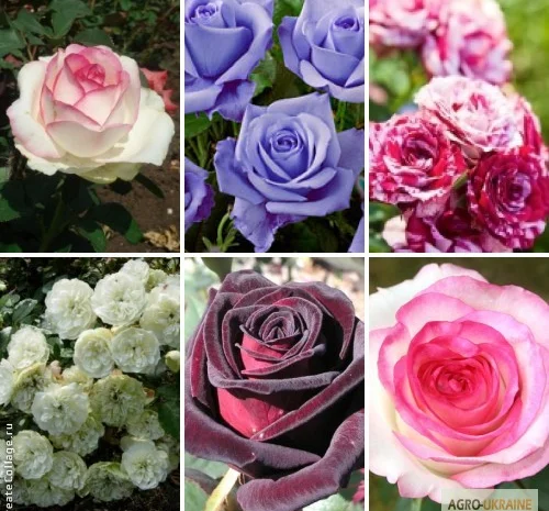 Лучшие саженцы роз: Разнообразие сортов и высокое качество по доступным ценам- фото № 6