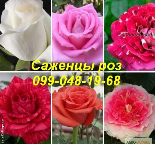 Лучшие саженцы роз: Разнообразие сортов и высокое качество по доступным ценам- фото № 7