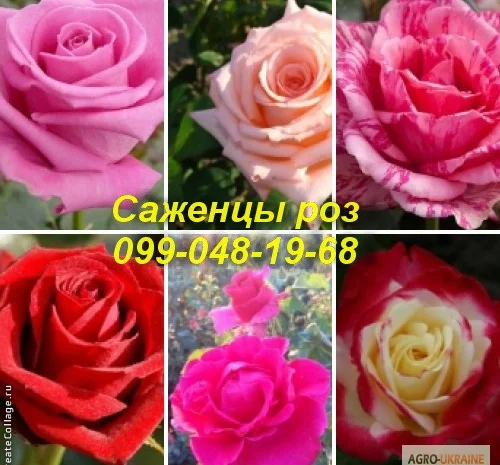 Лучшие саженцы роз: Разнообразие сортов и высокое качество по доступным ценам- фото № 1