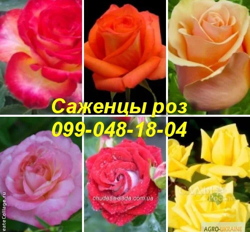 Лучшие саженцы роз: Разнообразие сортов и высокое качество по доступным ценам- фото № 2