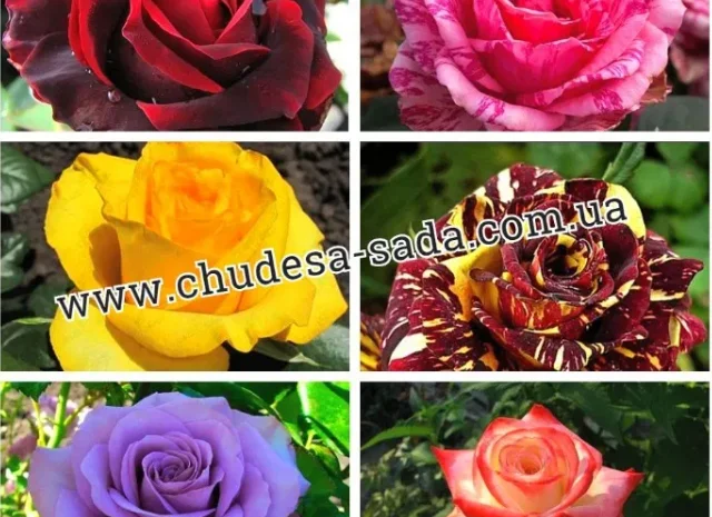 Лучшие саженцы роз: разнообразие сортов и высокое качество по доступным ценам- фото № 1
