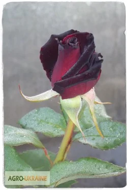 Продаем саженцы роз- фото № 10