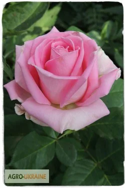 Продаем саженцы роз- фото № 2