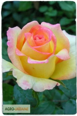 Продаем саженцы роз- фото № 3