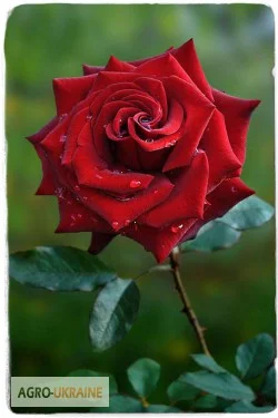 Продаем саженцы роз- фото № 5