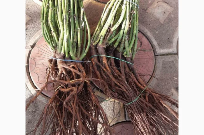 Приймаємо замовлення на сджанці троянд- фото № 1