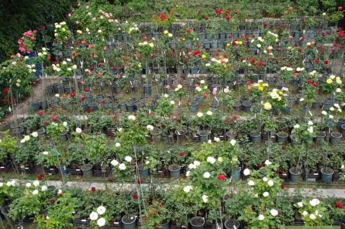 Саженцы роз, плетистые, бордюрные, парковые и штамбовые розы- фото № 2