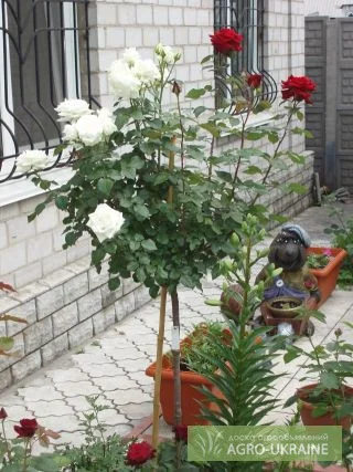 Саженцы роз, плетистые, бордюрные, парковые и штамбовые розы- фото № 3