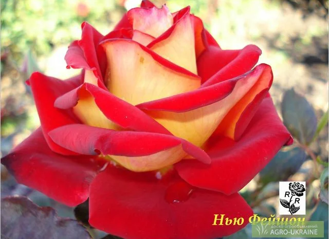 Саженцы роз, плетистые, бордюрные, парковые и штамбовые розы- фото № 4