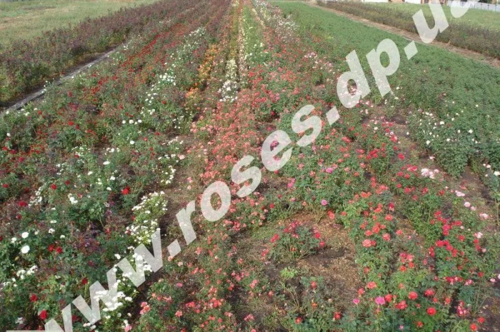 Саженцы роз, плетистые, бордюрные, парковые и штамбовые розы- фото № 1