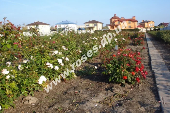 Саженцы роз, плетистые, бордюрные, парковые и штамбовые розы- фото № 5