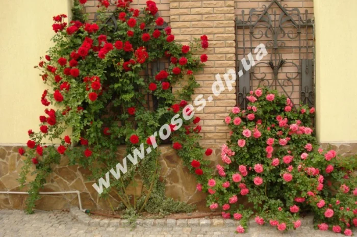 Плетистые розы- фото № 1