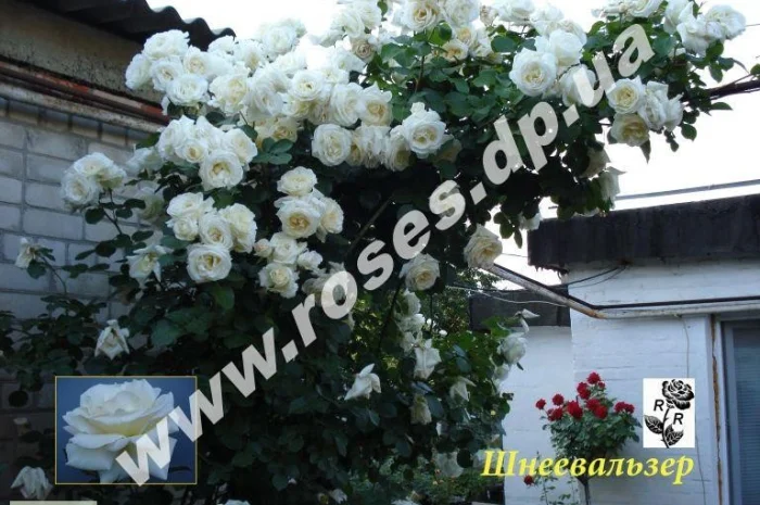 Плетистые розы- фото № 2