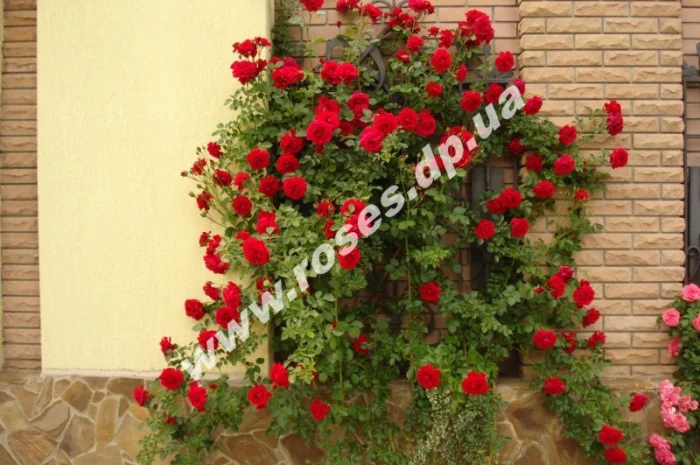 Плетистые розы- фото № 4