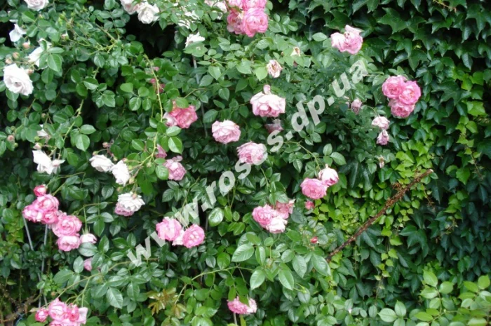 Плетистые розы- фото № 5