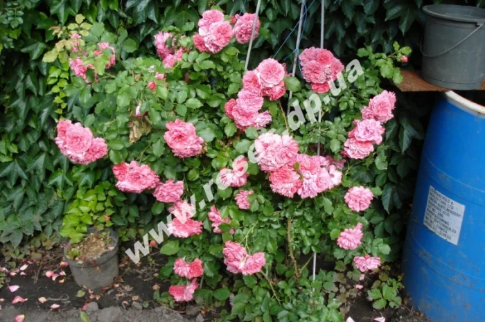 Плетистые розы- фото № 6