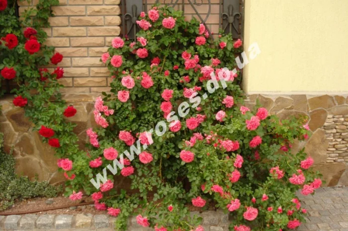 Плетистые розы- фото № 8
