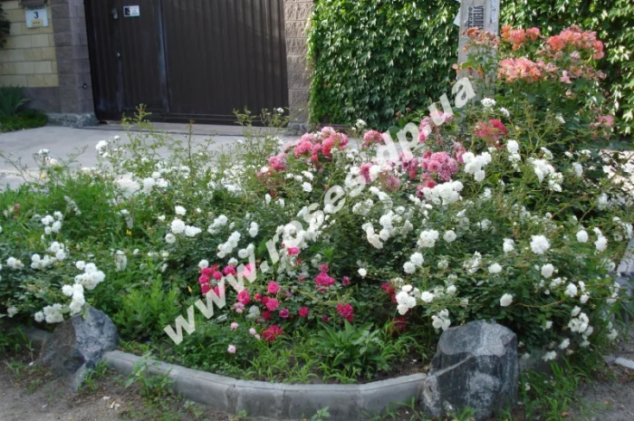 Саженцы роз для озелененич участков: штамбовые, плетистые, бордюрные, патио, спрей- фото № 1