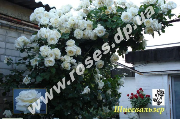 Саженцы роз для озелененич участков: штамбовые, плетистые, бордюрные, патио, спрей- фото № 2