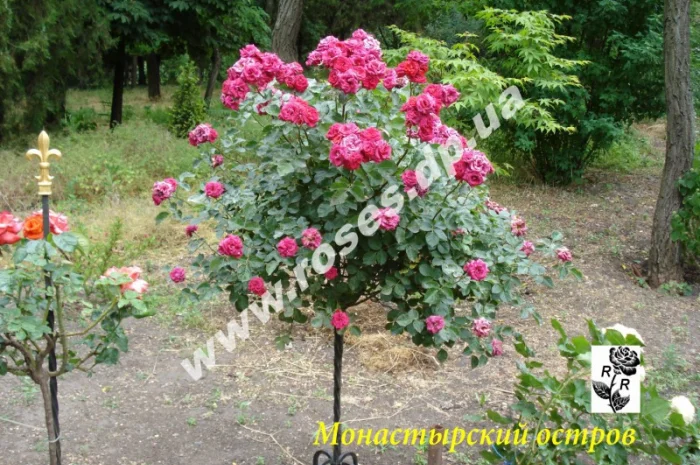 Саженцы роз для озелененич участков: штамбовые, плетистые, бордюрные, патио, спрей- фото № 5