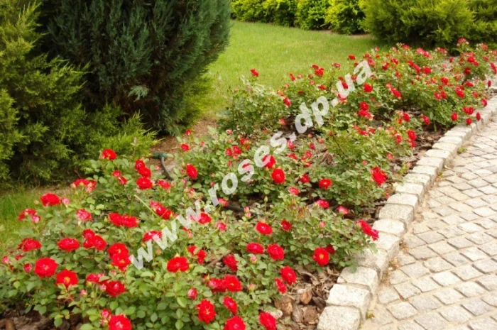 Бордюрные розы- фото № 1