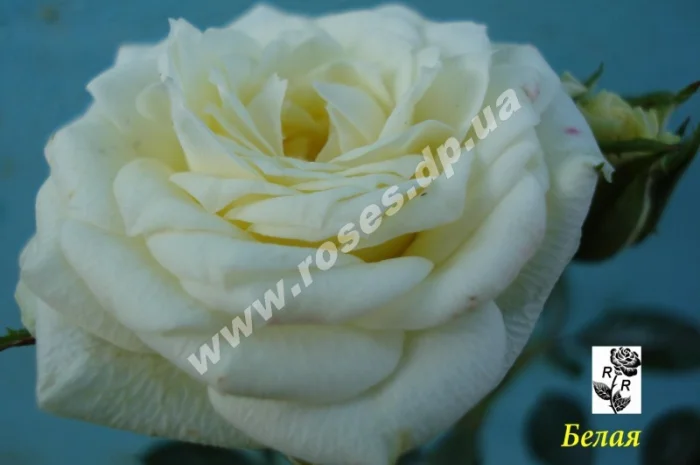 Бордюрные розы- фото № 11