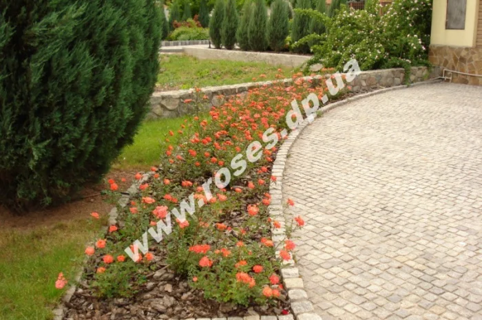 Бордюрные розы- фото № 2