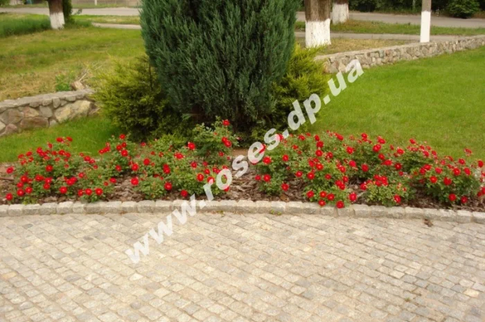 Бордюрные розы- фото № 3