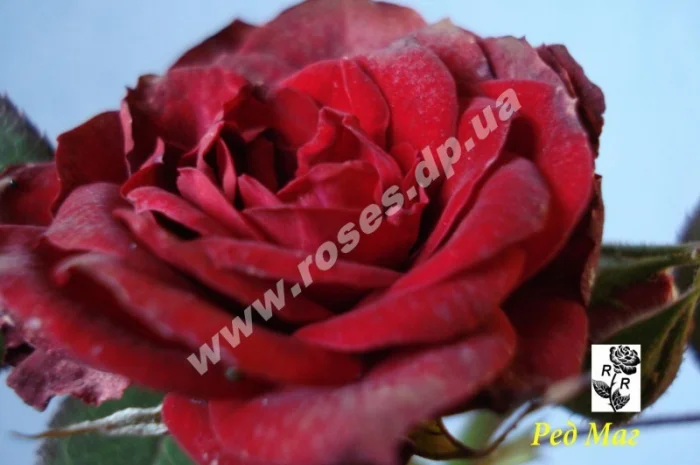 Бордюрные розы- фото № 5