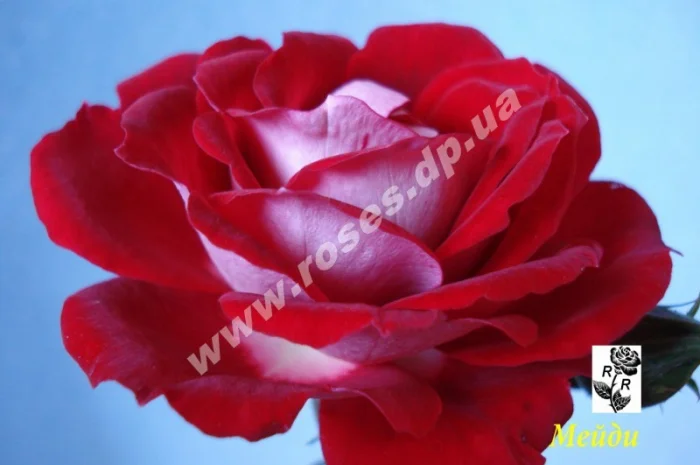 Бордюрные розы- фото № 6