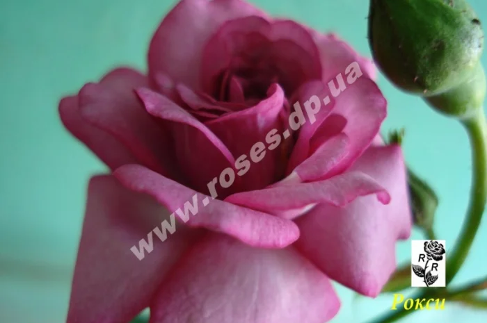 Бордюрные розы- фото № 7