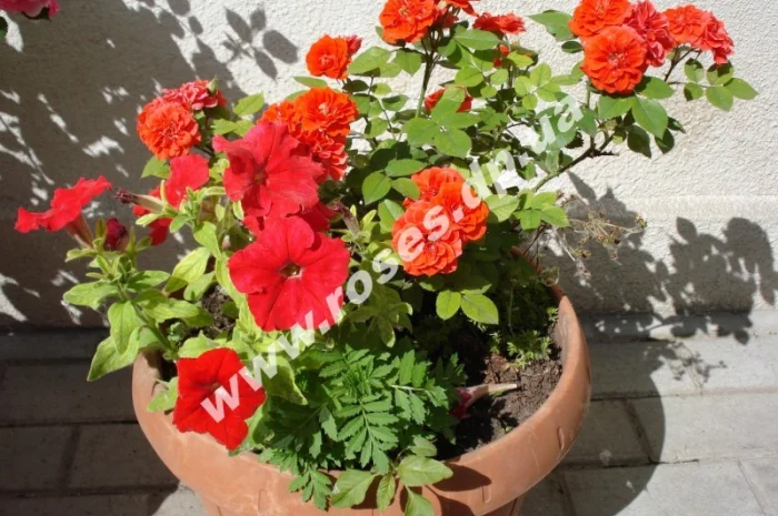 Бордюрные розы- фото № 9